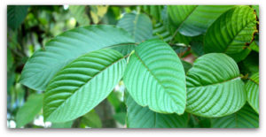 kratom-leaves