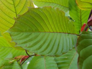 horned leaf