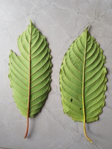 red vein - green vein